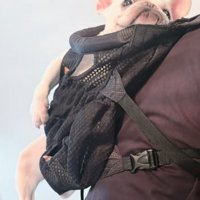 ドヤ顔する犬