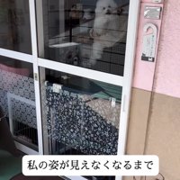 窓越しに外を見つめる犬