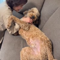 お腹を出して、おばあちゃんに撫でてもらう犬