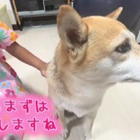 まずはクシで梳かします