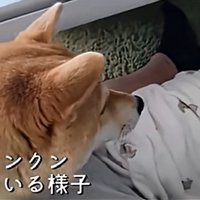 クンクンし続けるわらびちゃん