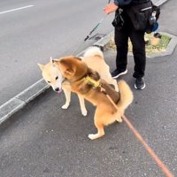 停止するぽんたくん