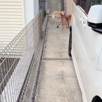 覗き込む大型犬