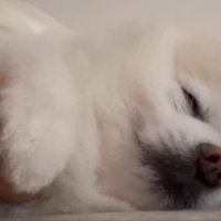 ウトウト
