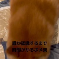 ベッドを飛び降りる犬