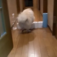 バックでトイレットペーパーを越える