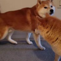 こむぎちゃんが立ち上がった