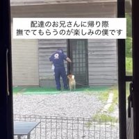 建物の前で配達員を見つめる犬