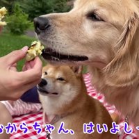 2匹もおやつタイム