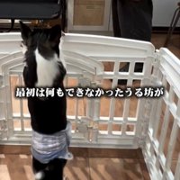 犬の後ろ姿