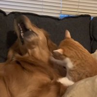 チョコビくんもナイスリアクション（笑）