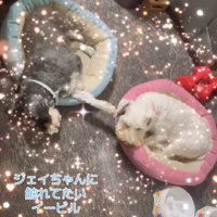 寝ている2匹の犬1