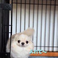ごはんを入れてほしいわんこ