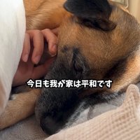眠そうに顎を撫でられる犬