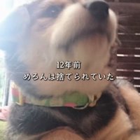 捨てられていたわんこ
