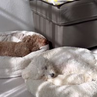 ベッドが羨ましいぷりんくん2