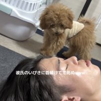 寝ている男性を首を俯けて見つめるトイプー