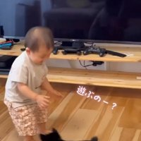 男の子にむかって走っていく子犬