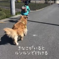 自転車を追いかける犬