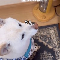 座って見上げる犬