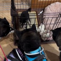 圧迫面接のような柴犬たち