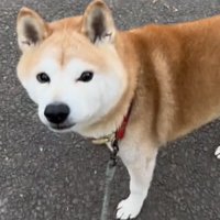 立ち止まる犬