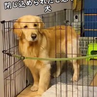 「閉じ込められた…！」