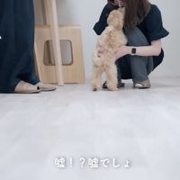 トリミングされた犬を見て驚きの声をあげる飼い主
