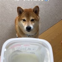 ヨーグルトを見る犬