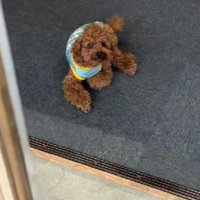 これが…猛犬…！？