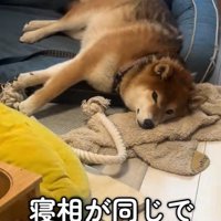 シンクロするぬん君＆ぽた君2