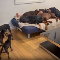 たくさんのわんこ