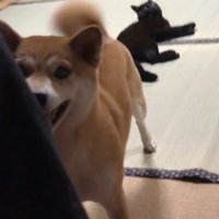 「イタズラする気だな？やめろー！」