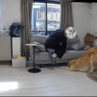 ペットカメラを見てみたら…