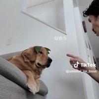葉っぱを乗せた犬と指をさす人