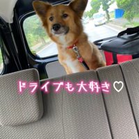 車に乗る犬
