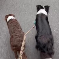 ルナちゃん＆リッカちゃんのお散歩3