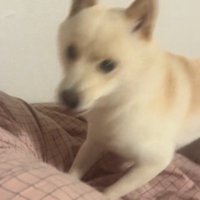 飼い主の声を聞いてふり返る犬