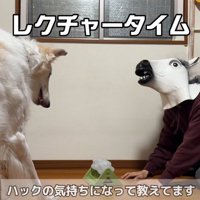 顔を上げて犬の様子を確認する飼い主