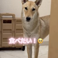 抜群のスタイルで、おやつを要求