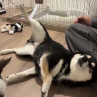 仰向けで寝転ぶ犬
