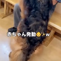 立ち上がる犬