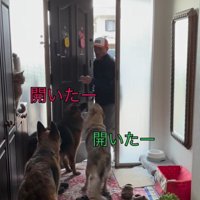 大型犬たちのお出迎え5