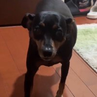 飼い主を見上げて小さくしっぽを振る犬