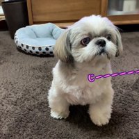 みかんを食べたいてんぽさん⑩