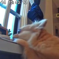 チワワが盗んでる！！