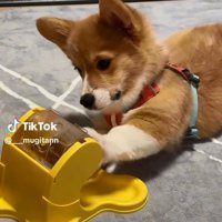 知育玩具で遊ぶむぎちゃん