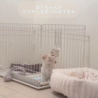 注射後のぱうちゃん