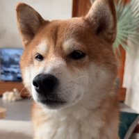 報告を受けて寂しそうな柴犬