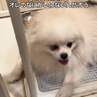 木ノ葉丸くんとの出会い2